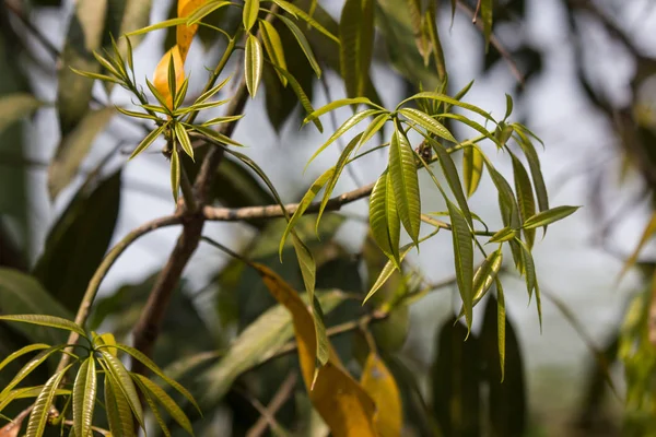 Νεαρό φύλλο πράσινου φρούτου μάνγκο — Φωτογραφία Αρχείου