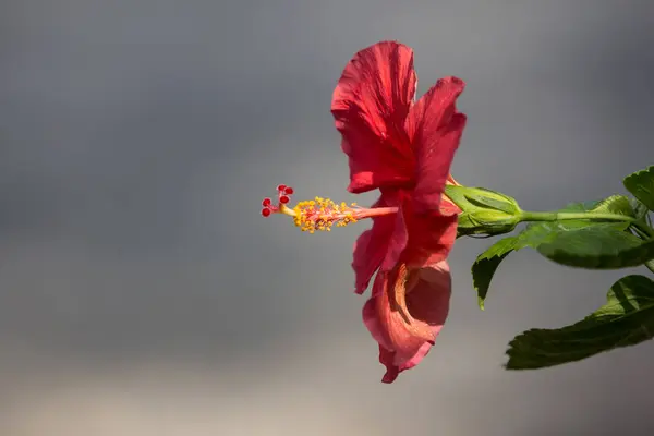 Primer plano de Hibiscus rosa-sinensis rojo —  Fotos de Stock