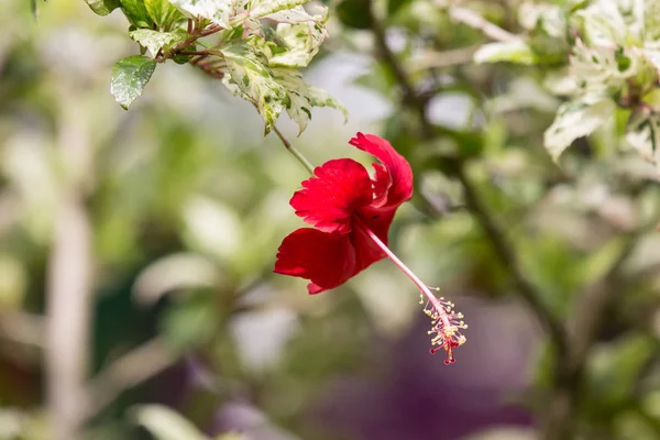 Primer plano de Hibiscus rosa-sinensis rojo —  Fotos de Stock