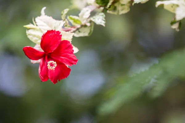 Zblízka červená Hibiscus rosa-sinensis — Stock fotografie