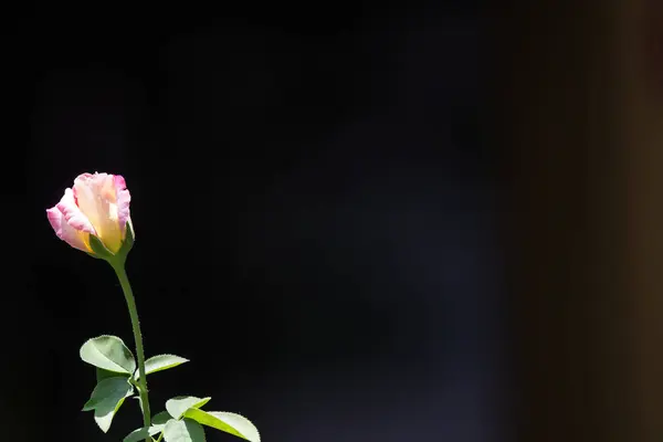 Rosa und weiße Rose Blume auf schwarzem Hintergrund — Stockfoto