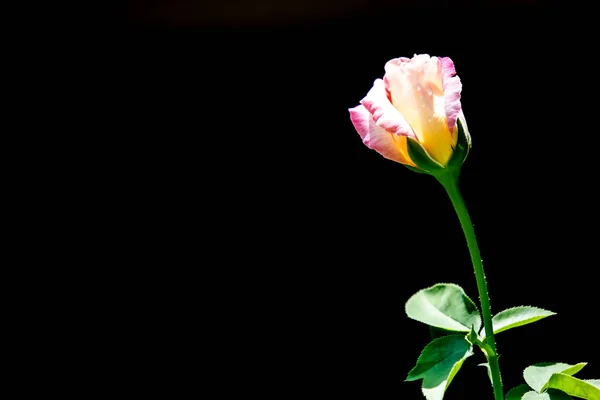 Rosa e branco rosa flor em fundo preto — Fotografia de Stock