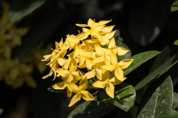 Närbild av små Ixora blomma — Stockfoto