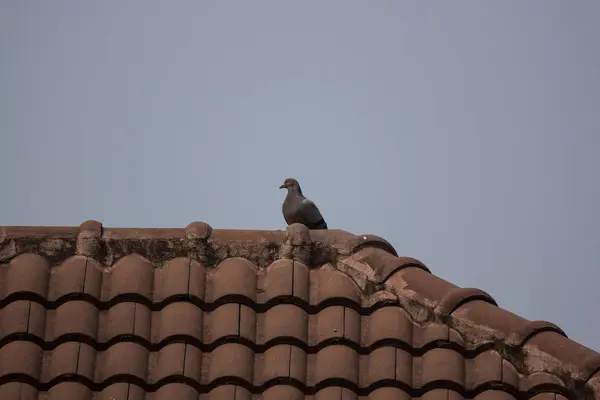 家の屋根に一般的な九官鳥 — ストック写真