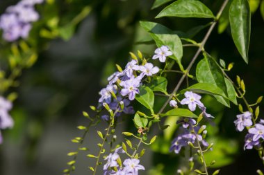  Küçük beyaz karışımı mor çiçek veya Duranta Çiçek tövbe
