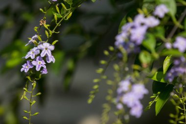  Küçük beyaz karışımı mor çiçek veya Duranta Çiçek tövbe