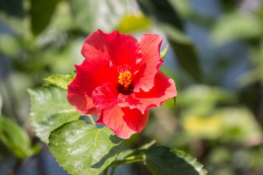Kırmızı Hibiscus rosa-sinensis 'i kapatın. 