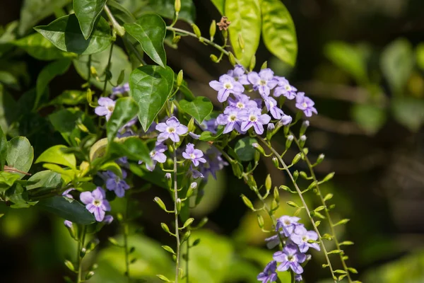 Pequeña mezcla blanca flor violeta o flor de Duranta repens — Foto de Stock