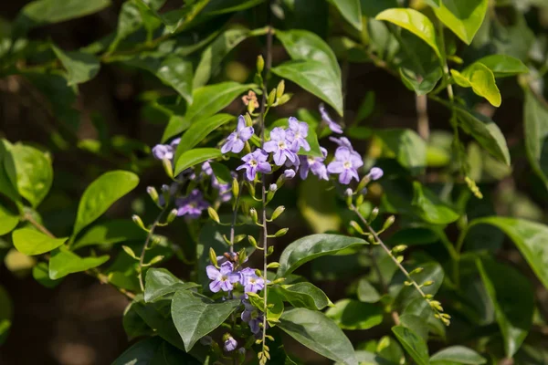 Petit mélange blanc fleur violette ou Duranta repens Flower — Photo