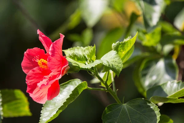 Primer plano de Hibiscus rosa-sinensis rojo —  Fotos de Stock