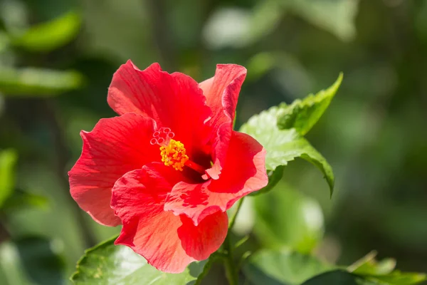 Primer plano de Hibiscus rosa-sinensis rojo —  Fotos de Stock