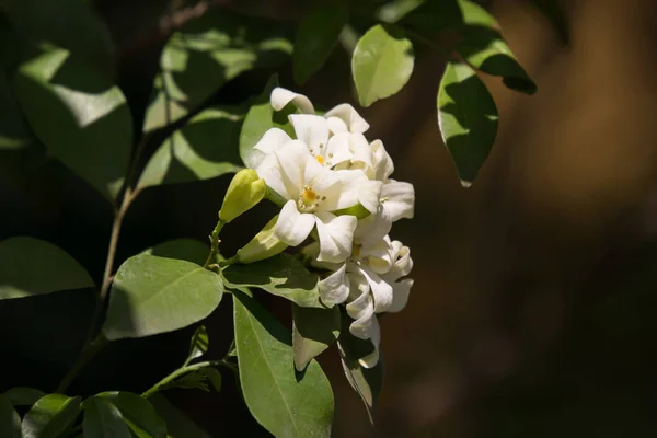 Orange Jessamine flowers — Stock Photo, Image