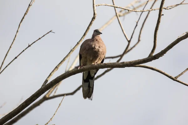 Piccione bruno seduto sull'albero — Foto Stock