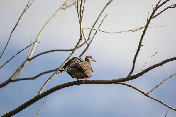 Pigeon brun assis sur l'arbre — Photo