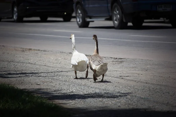 Duck waik near highway road — Stock Photo, Image