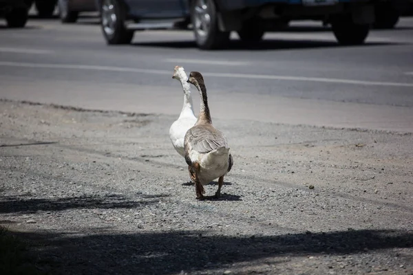 Pato waik cerca de carretera carretera —  Fotos de Stock