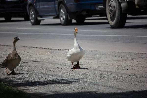 Duck waik vicino strada statale — Foto Stock