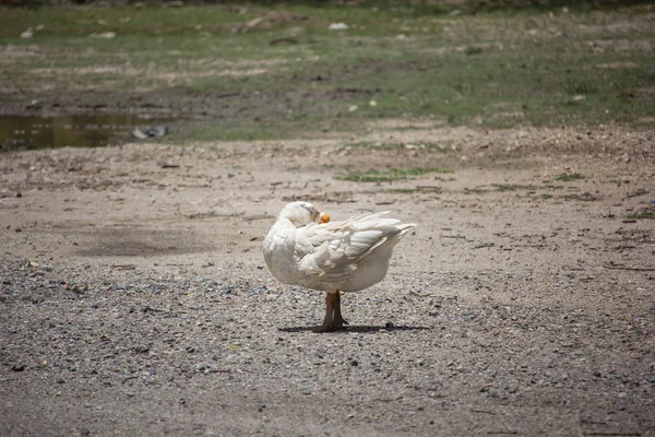 Pato jugando en suelo marrón —  Fotos de Stock