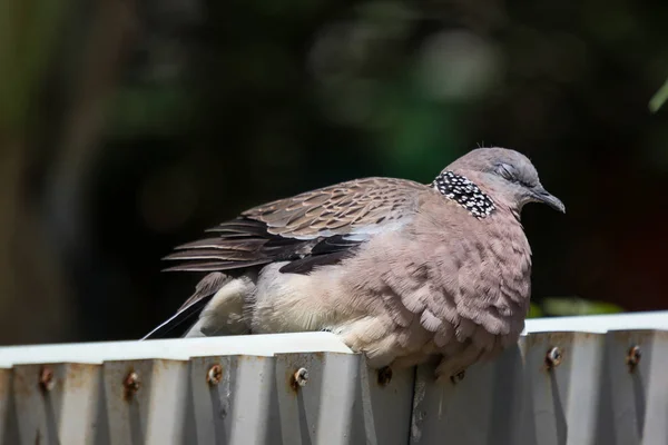 Gros plan de Pigeon brun — Photo