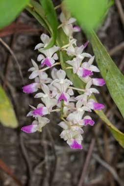 beyaz ve pembe orkide çiçek