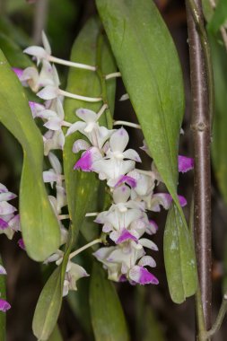 beyaz ve pembe orkide çiçek
