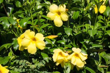  Yeşil yapraklı sarı Allamanda çiçeği