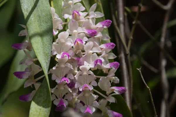 Flores de orquídeas blancas y rosadas — Foto de Stock