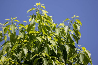 Cinnamomum camphora ağacının yaprak