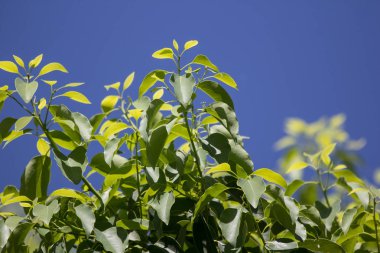 Cinnamomum camphora ağacının yaprak