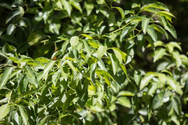 Cinnamomum camphora ağacının yaprak