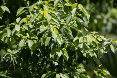 Cinnamomum camphora ağacının yaprak