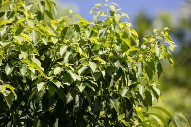 Cinnamomum camphora ağacının yaprak