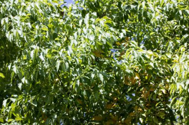 Cinnamomum camphora ağacının yaprak