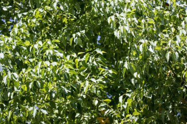 Cinnamomum camphora ağacının yaprak