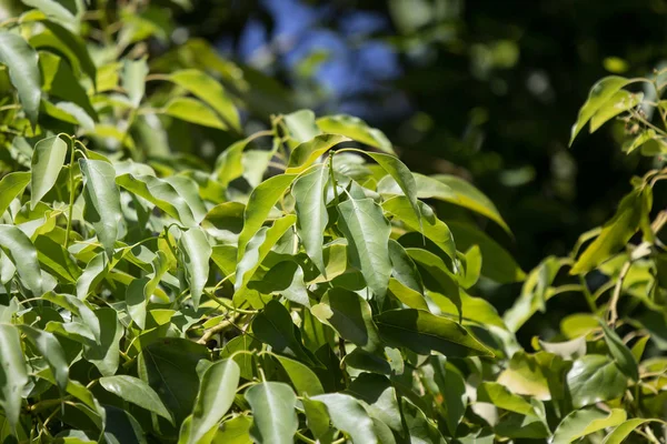 Cinnamomum camphora ağacının yaprak