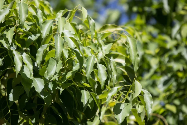 Φύλλο του δέντρου Cinnamomum camphora — Φωτογραφία Αρχείου