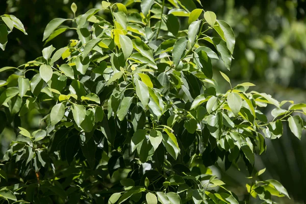 Cinnamomum camphora ağacının yaprak