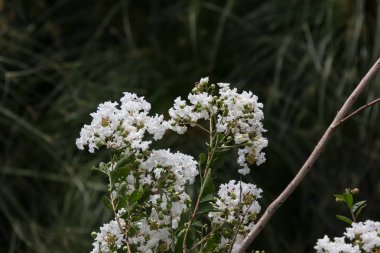 Yakın beyaz Tabebuia rosea çiçeği kadar