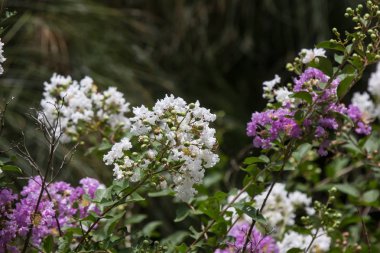 Yakın çekim Pembe karışımı beyaz Tabebuia rosea çiçeği