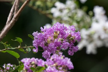 Yakın çekim Pembe karışımı beyaz Tabebuia rosea çiçeği