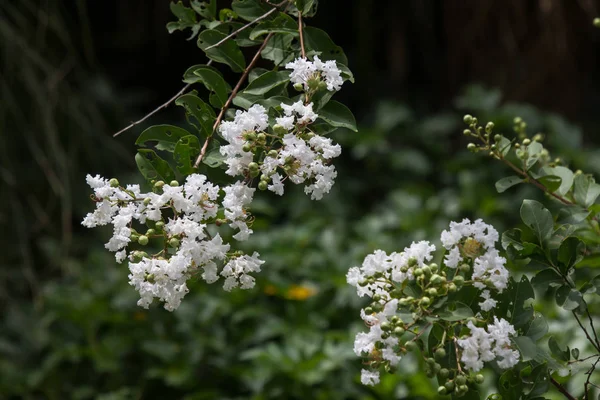 Cerca blanco Tabebuia rosea blossom — Foto de Stock