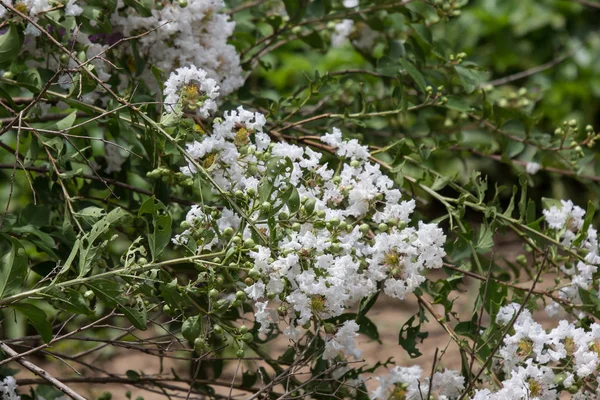 Uzavřít bílou květinka v Tabebuii — Stock fotografie