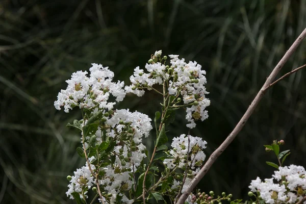 Gros plan Tabebuia rosea blossom blanc — Photo