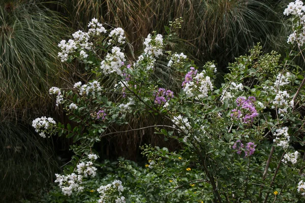 Cerrar Pink mix blanco Tabebuia rosea blossom —  Fotos de Stock