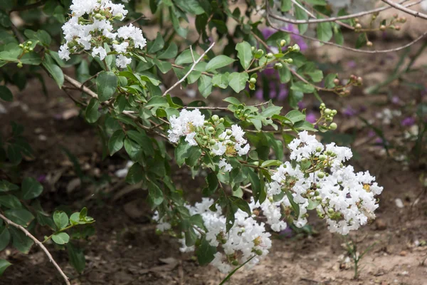 Nahaufnahme weiße Tabebuia rosea Blüte — Stockfoto