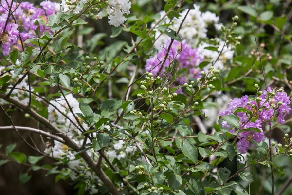 Nahaufnahme rosa Mischung weiße Tabebuia rosea Blüte — Stockfoto