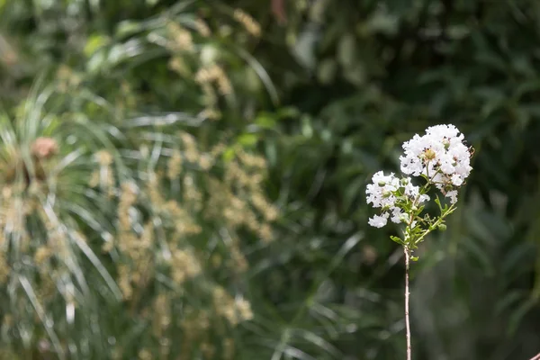 흰 타베부이아 로자 꽃을 클로즈업 — 스톡 사진