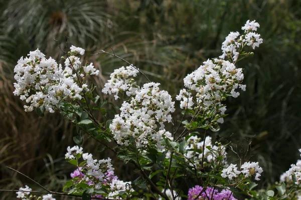 Gros plan Tabebuia rosea blossom blanc — Photo