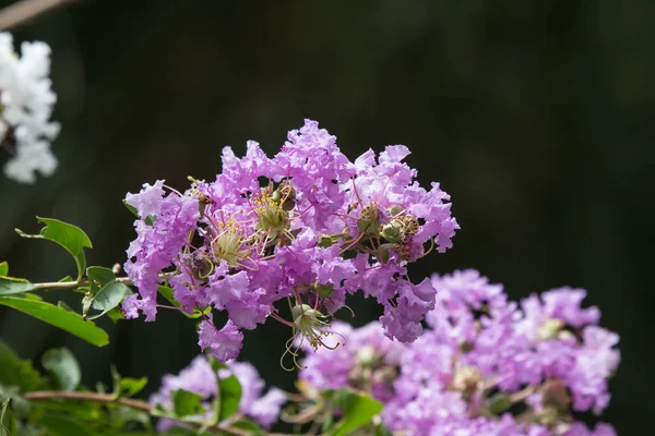 Gros plan Mélange rose blanc Tabebuia rosea blossom — Photo