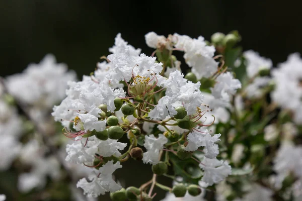 Cerca blanco Tabebuia rosea blossom —  Fotos de Stock